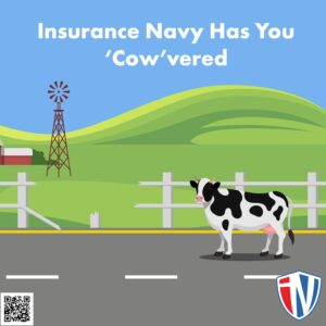 Insurance Navy